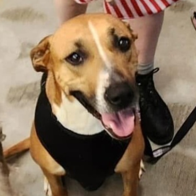 Willow - Large Female Rhodesian Ridgeback Mix Dog in NSW - PetRescue