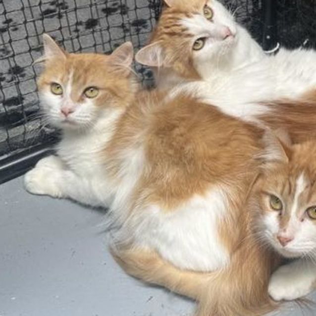 Photo of Magnolia **2nd Chance Cat Rescue**