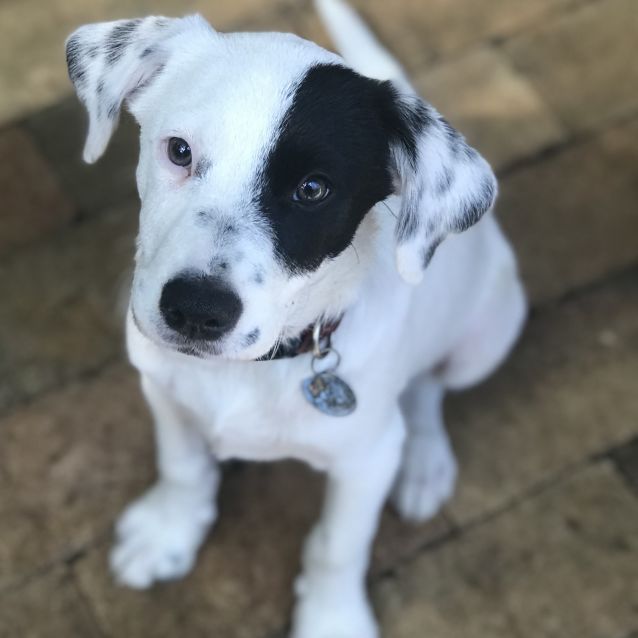 Jester - Small Male Australian Shepherd x Fox Terrier Mix Dog in NSW ...