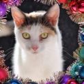 Photo of Precious **2nd Chance Cat Rescue**