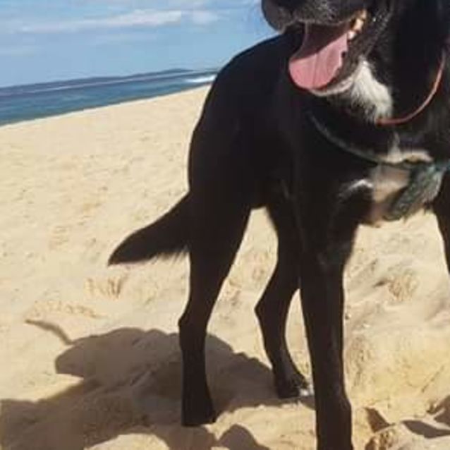 Photo of Bear ~ Kelpie X (On Trial 27/6/19)