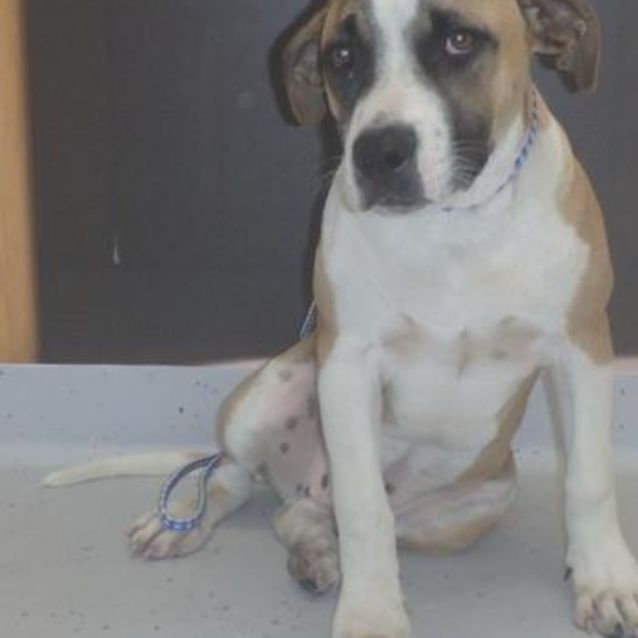 Photo of Romeo