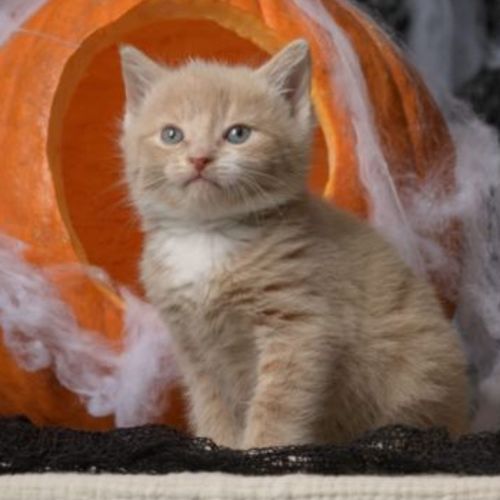 Hokey Pokey **2nd Chance Cat Rescue**