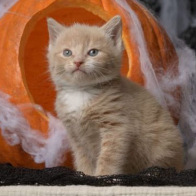 Photo of Hokey Pokey **2nd Chance Cat Rescue**