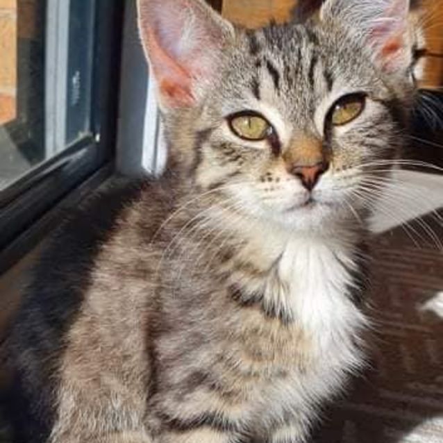 Photo of Kit Kat