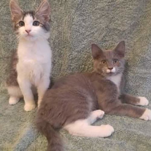 Clara & Gerry 