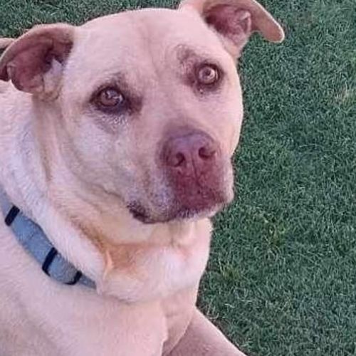 Oldies dog rescue north west sales