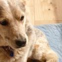 Photo of Chopper ~ Cattle Dog X (On Trial 8/8/19)