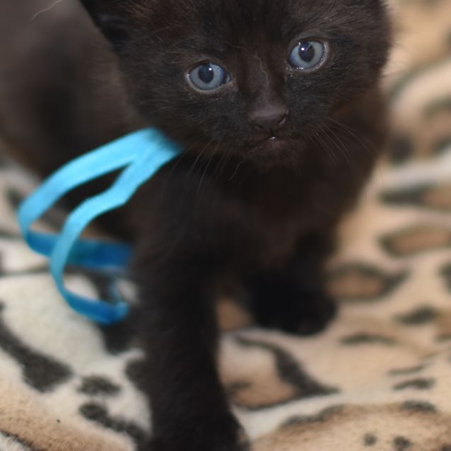 Photo of Black Panther **2nd Chance Cat Rescue**