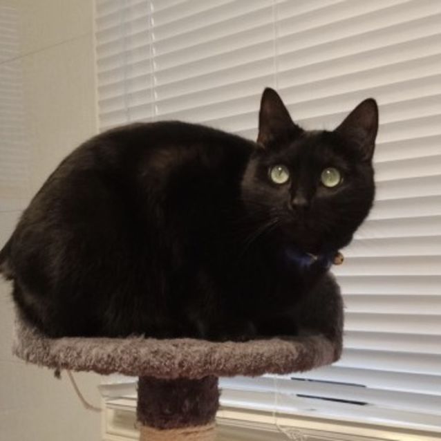 Photo of Blossom (Must Home With Cherry)