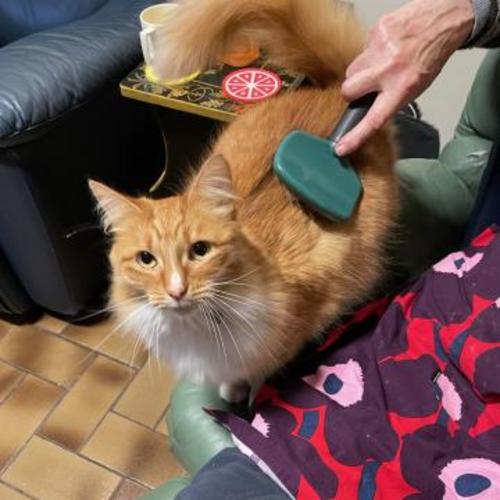 Fluffy **2nd Chance Cat Rescue**