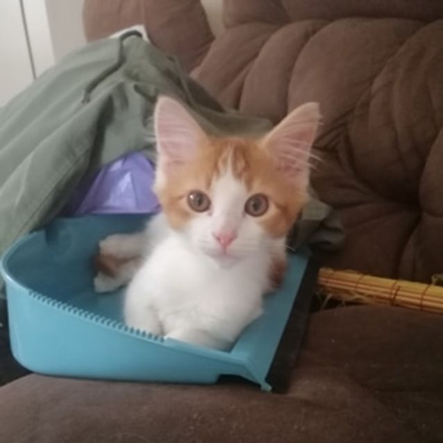 Photo of Ginge