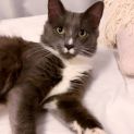 Photo of Septimus 