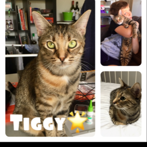 Tiggy