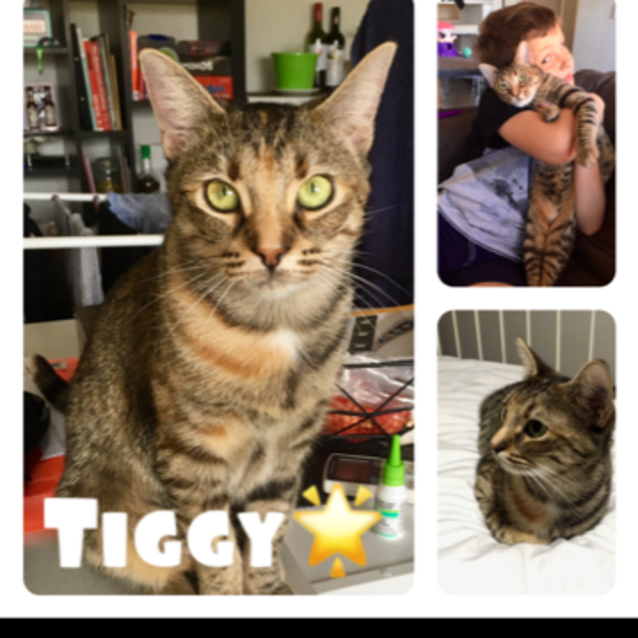 Photo of Tiggy