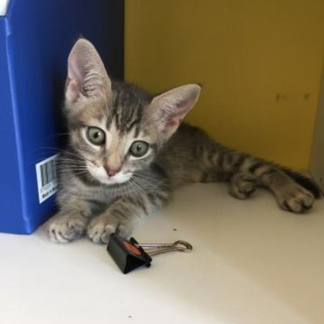 Photo of Stripe