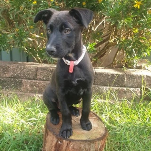 Photo of Piper