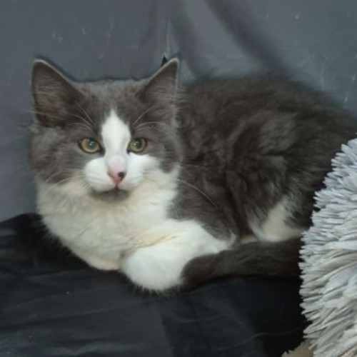 Dirty Chin**2nd chance cat rescue**