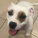 Photo of Patch 🐶