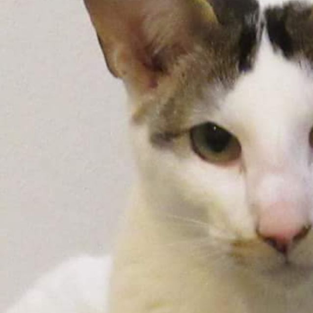 Photo of Terry, Pure Bred Oriental 