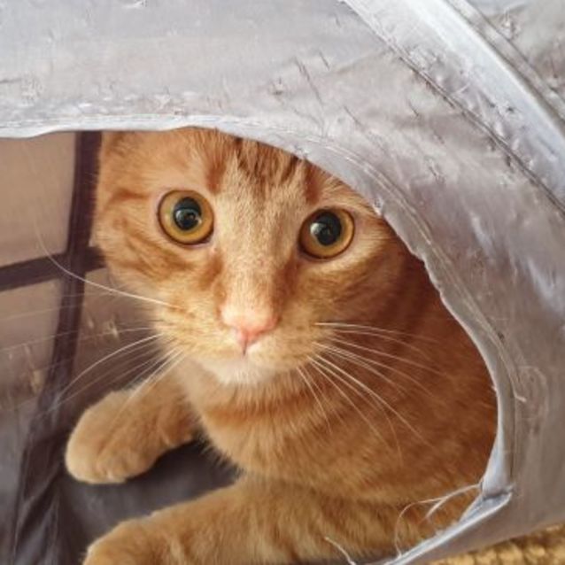 Photo of Finn