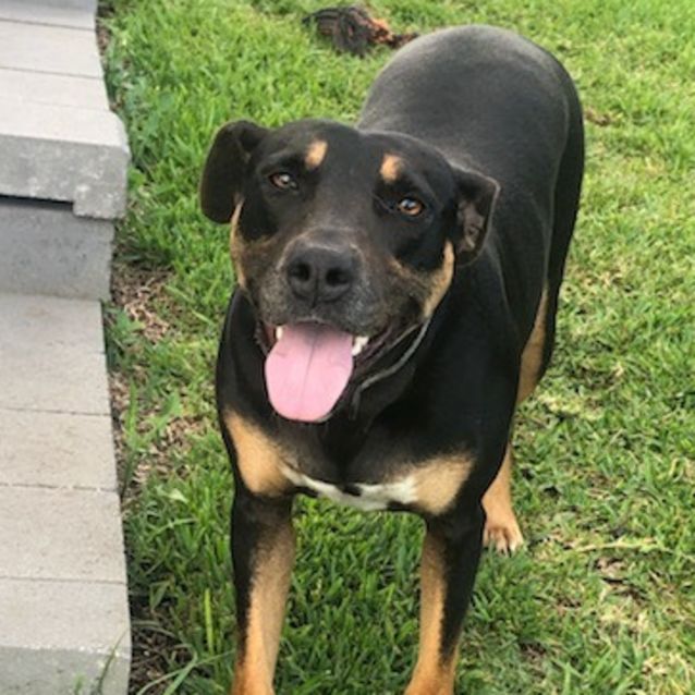 Photo of Harley ~ 6yr Old Kelpie X(on Trial 2/4/21)