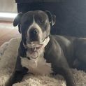 Photo of Tyson