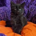 Photo of Pym