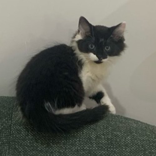 No photo for Chin Chin Meet Me@Petstock Clyde North Store