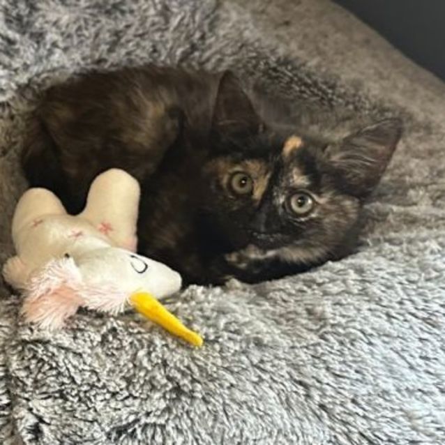Photo of Sacher**2nd Chance Cat Rescue**