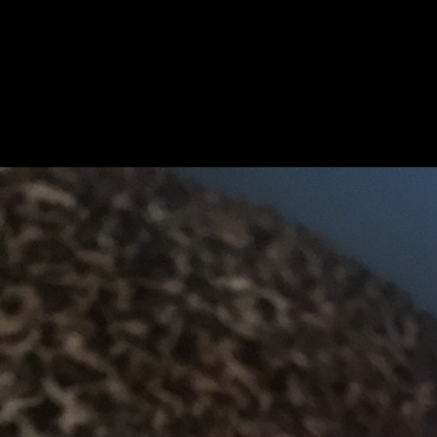 Photo of Bailey