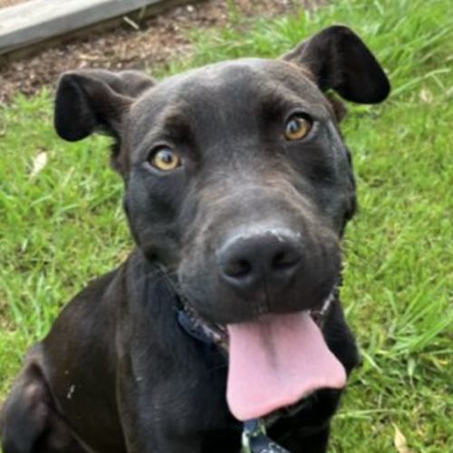 Tyson (now on trial adoption)