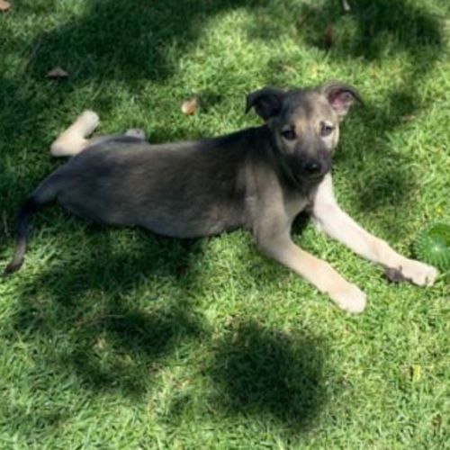 Baxter
