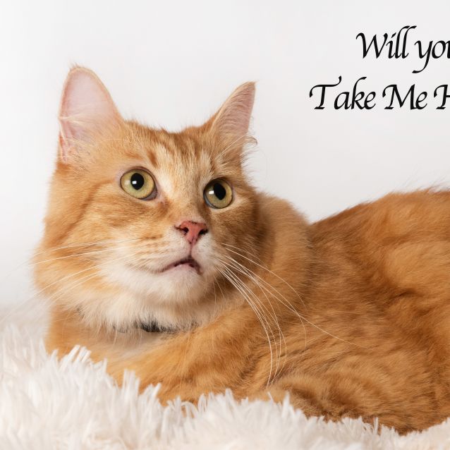 Ginger Meggs - Male Domestic Medium Hair Cat in NSW - PetRescue Ginger Meggs - Male Domestic Medium Hair Cat in NSW - PetRescue