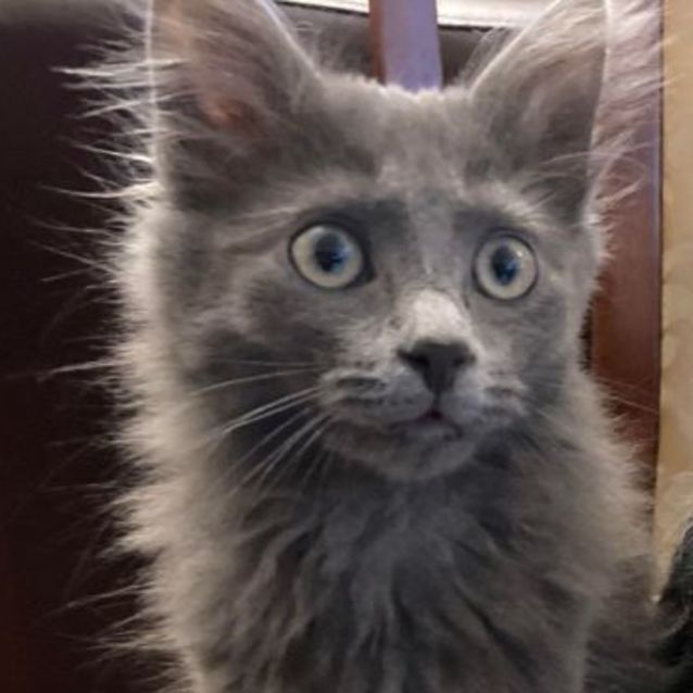 Photo of Bella   Located In Lower Templestowe