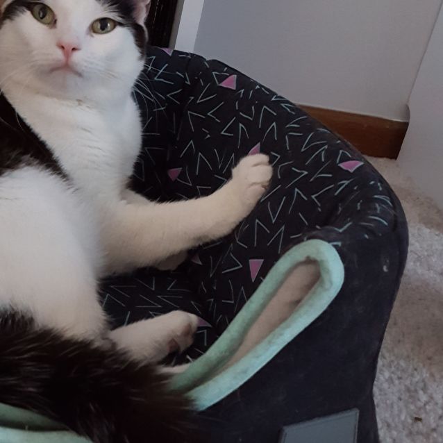 Photo of Maui ^^Dandy Cat Rescue^^