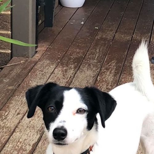 Meeka
