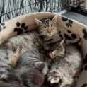 Photo of Nutmeg **2nd Chance Cat Rescue** 
