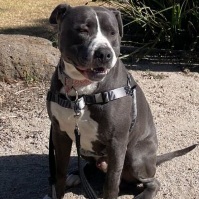 Photo of Tyson 