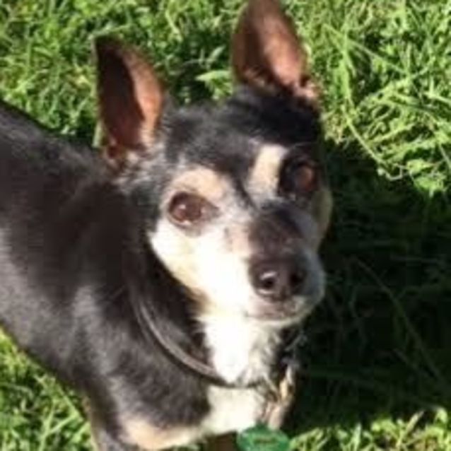 Billy Small Male Fox Terrier x Welsh Mix Dog in NSW PetRescue