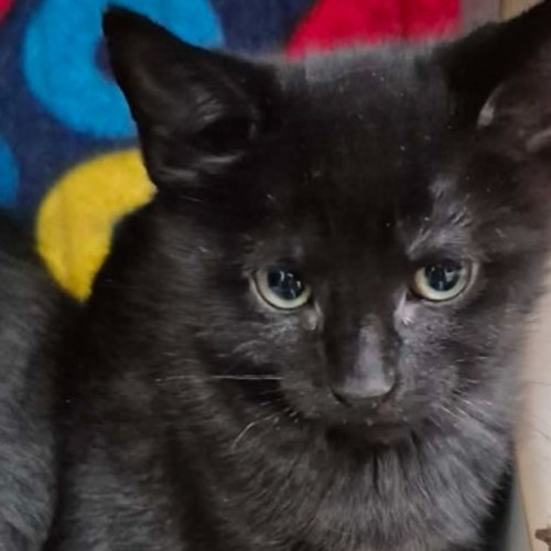 Viscount Raul ** 2nd Chance Cat Rescue **
