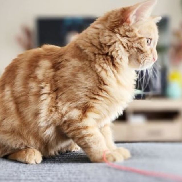 Photo of Rusty ^Dandy Cat Rescue^