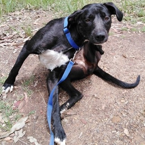 Daisy (adoption pending)