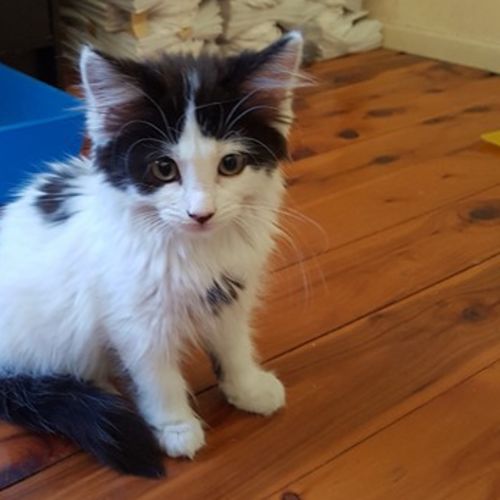 Oreo