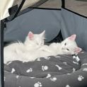 Photo of Cappuccino
