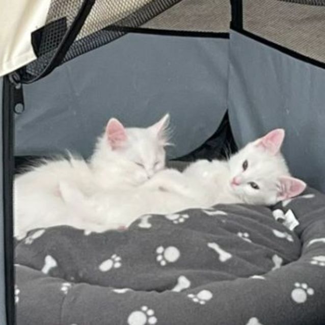 Photo of Cappuccino