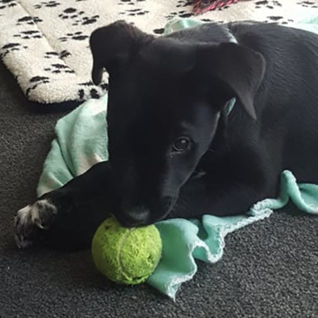 Photo of Otis