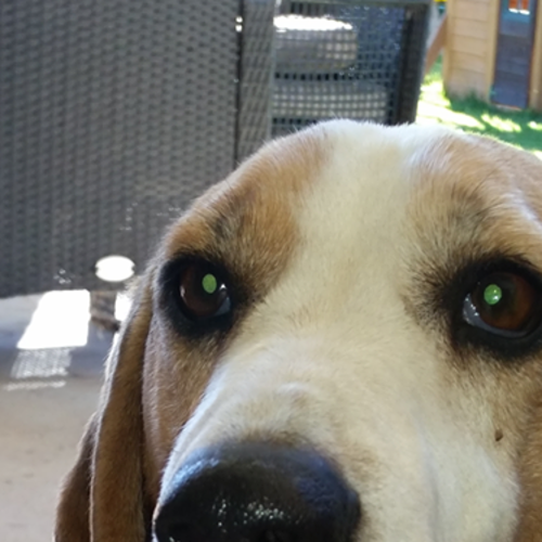 Toby