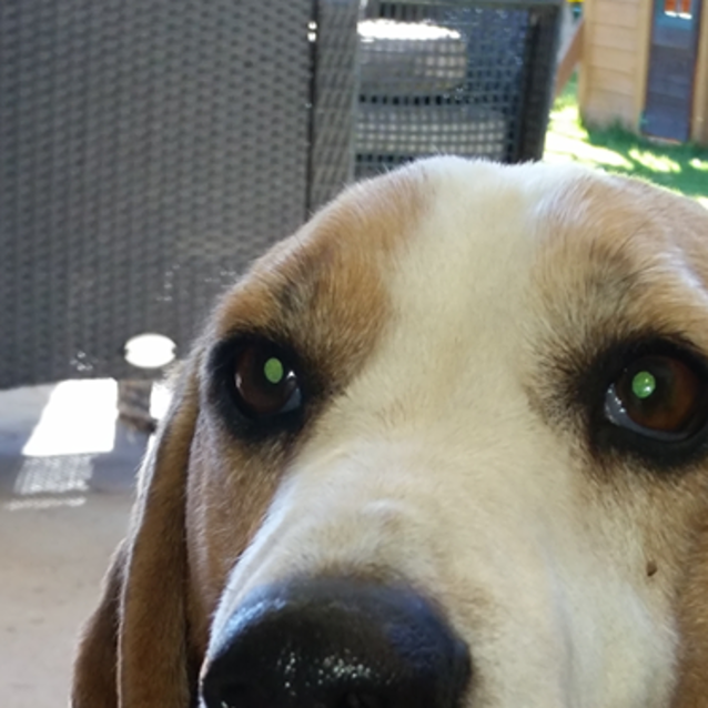 Photo of Toby