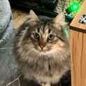 Photo of Koda